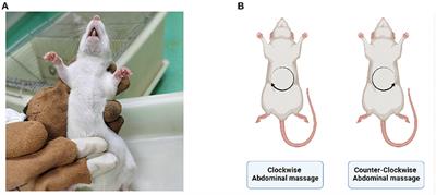 Abdominal massage alleviates functional diarrhea in immature rats via modulation of intestinal microbiota and tight junction protein